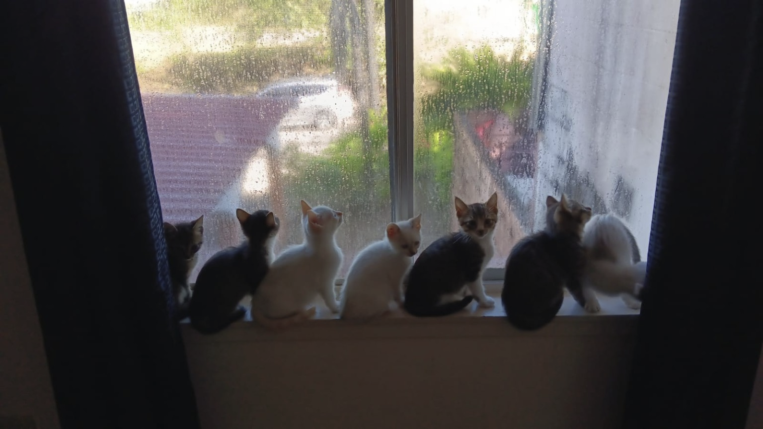 The real Window Gang as kittens sitting together at the window